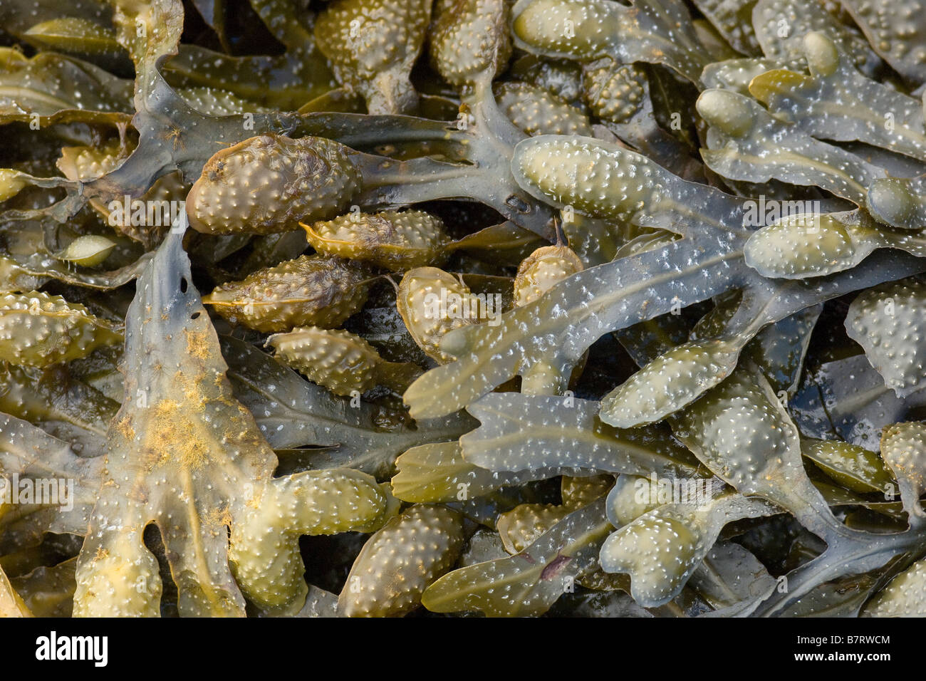 Fucus Alghe Battigia Küste gemeinsame England UK Stockfoto