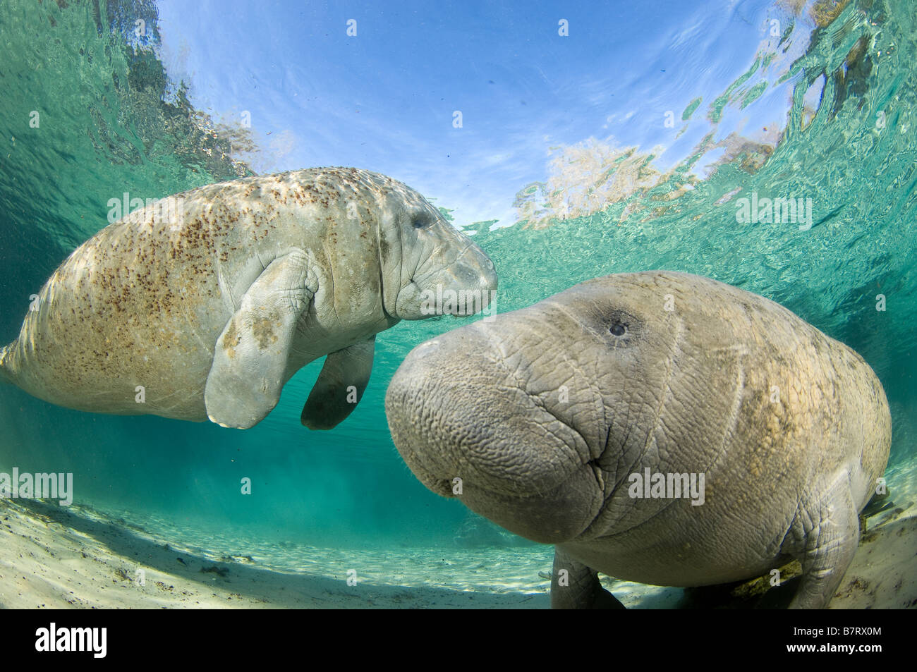 West Indian Manatee Trichechus Manatus Latirostris Florida Stockfoto