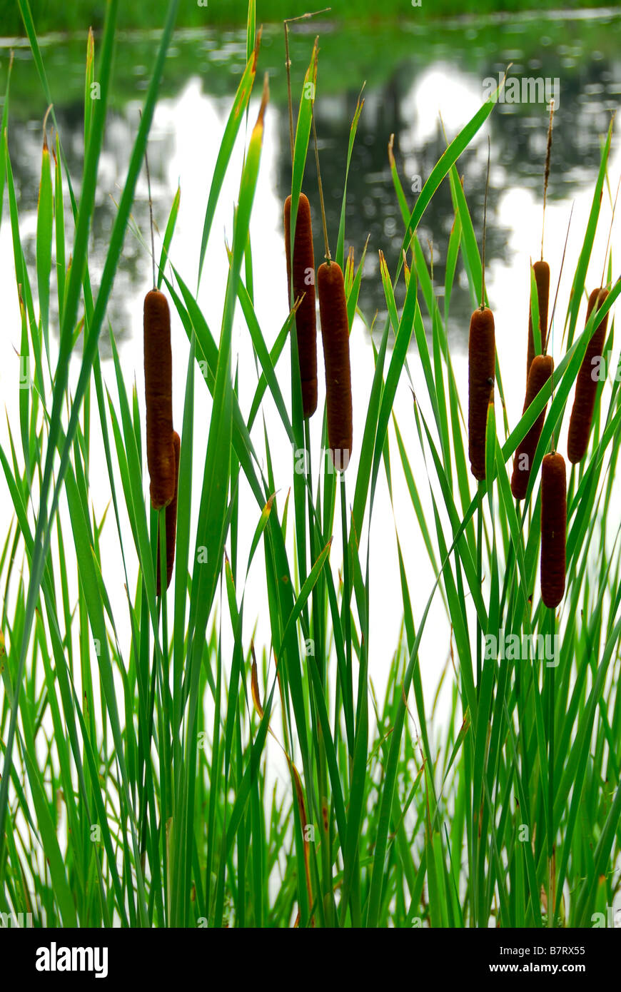Rohrkolben, wächst am Rand eines Teiches Stockfoto