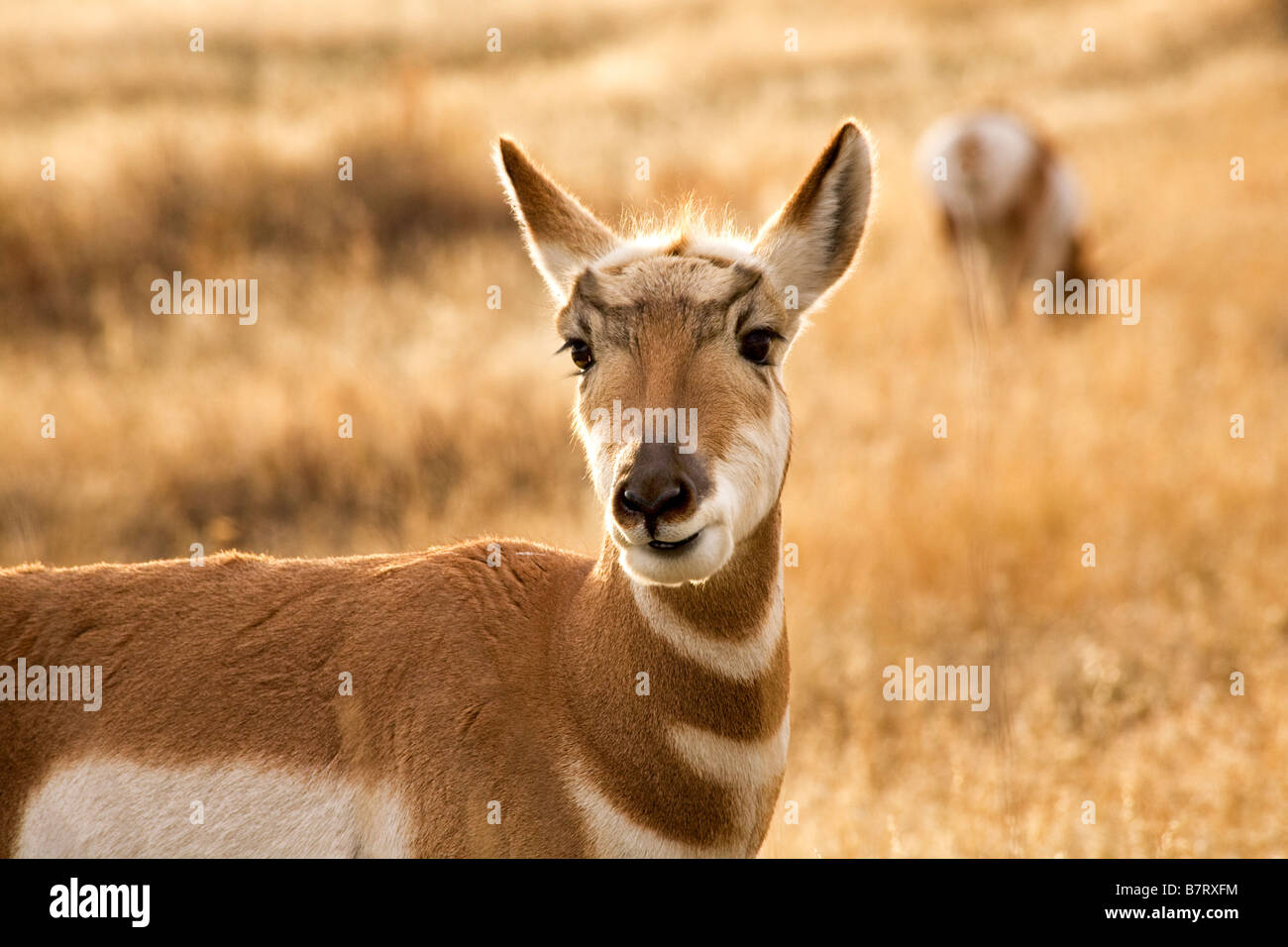 Pronghorn Antilope Weiden und suchen Essen Grass National Bison Range Charlo Montana Antilocapridae Stockfoto