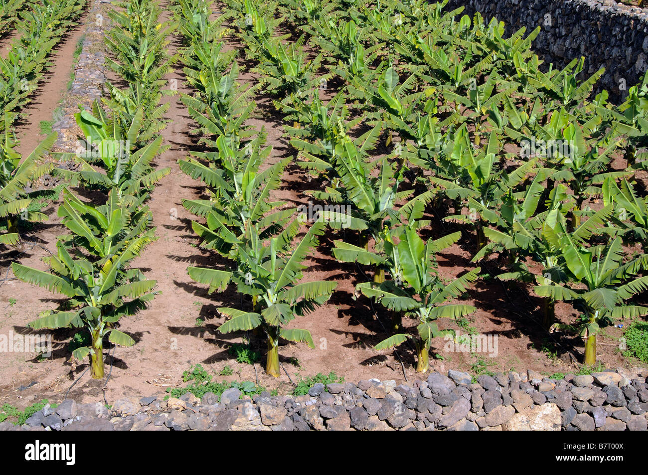 Bananen-Plantage südlichen Teneriffa Kanarische Inseln Stockfoto