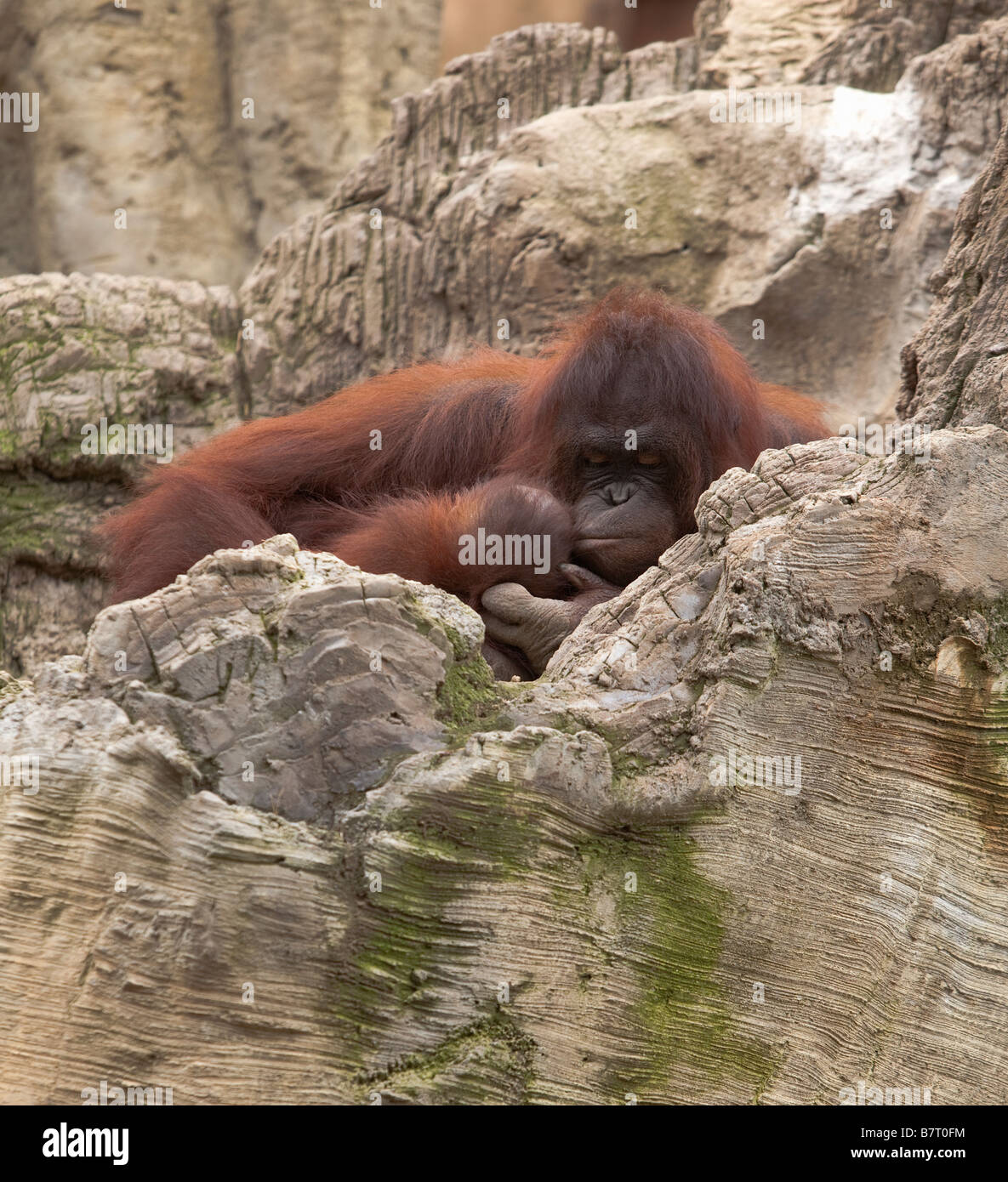 Orang Utan Mutter ihr Baby küssen Stockfoto