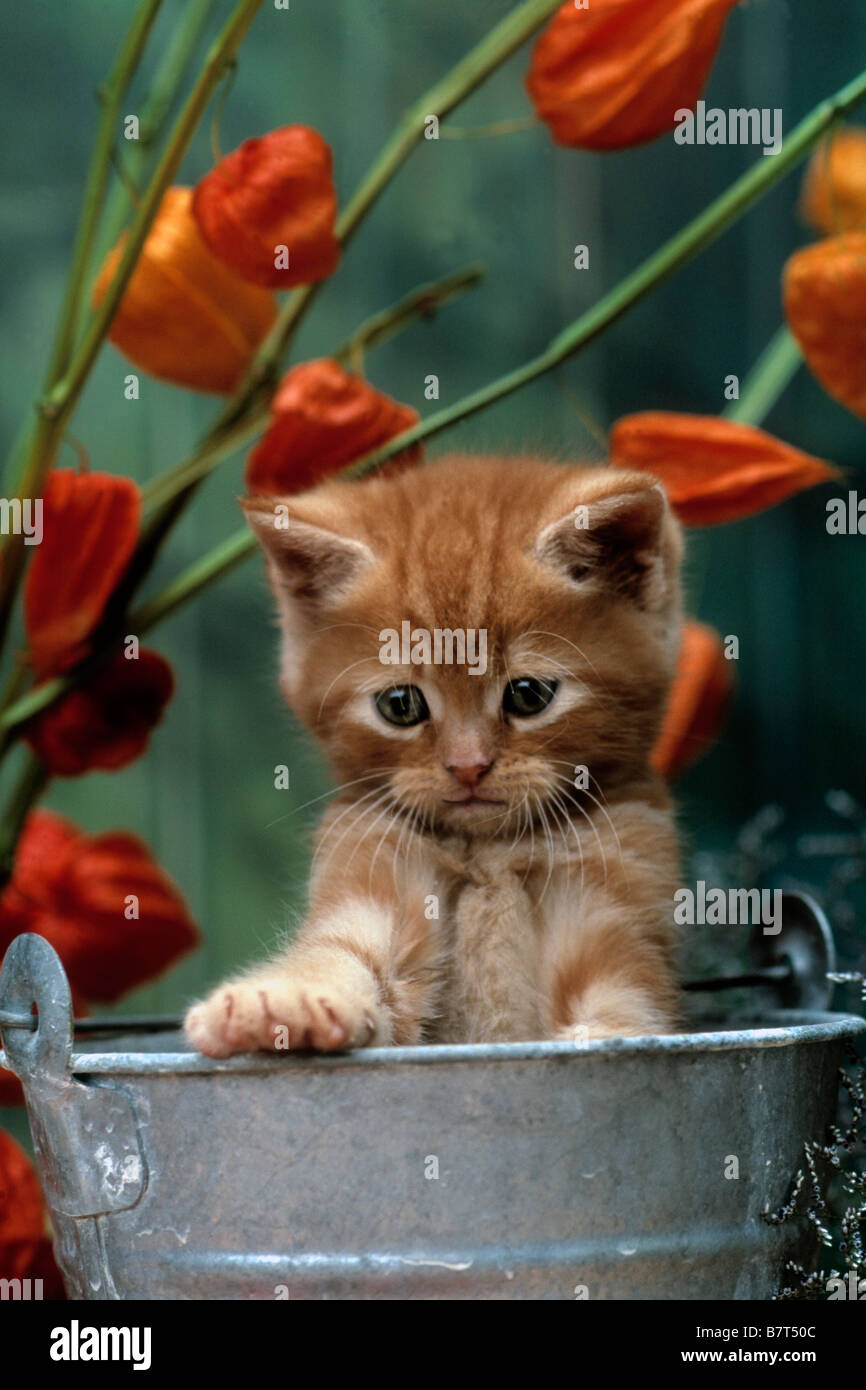 Kätzchen im Eimer Stockfoto