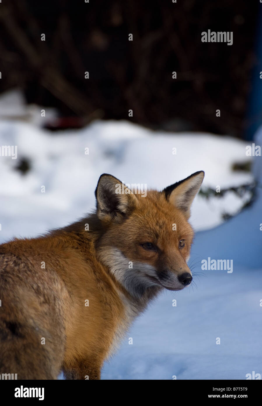 ein Fuchs im Bild in meinem Garten in den Schnee Feb 2009 Stockfoto