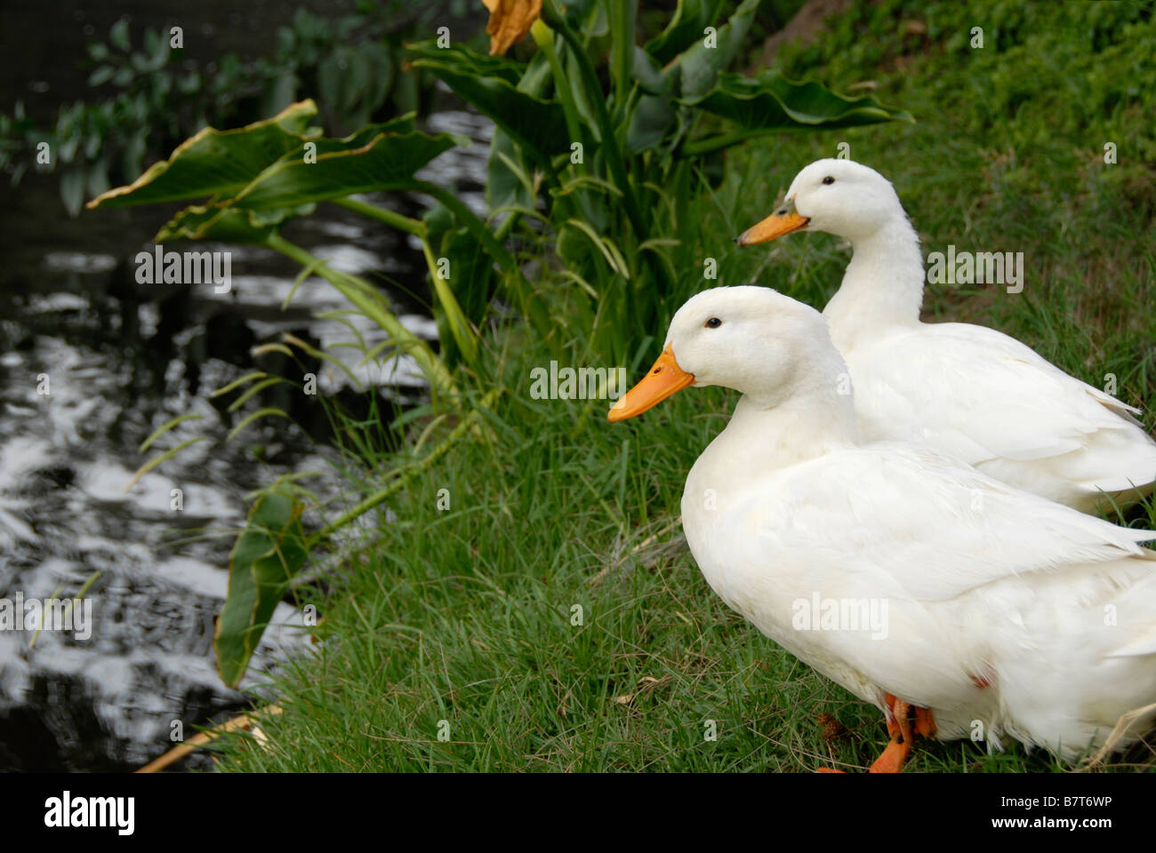 zwei Gänse, Freundschaft Stockfoto