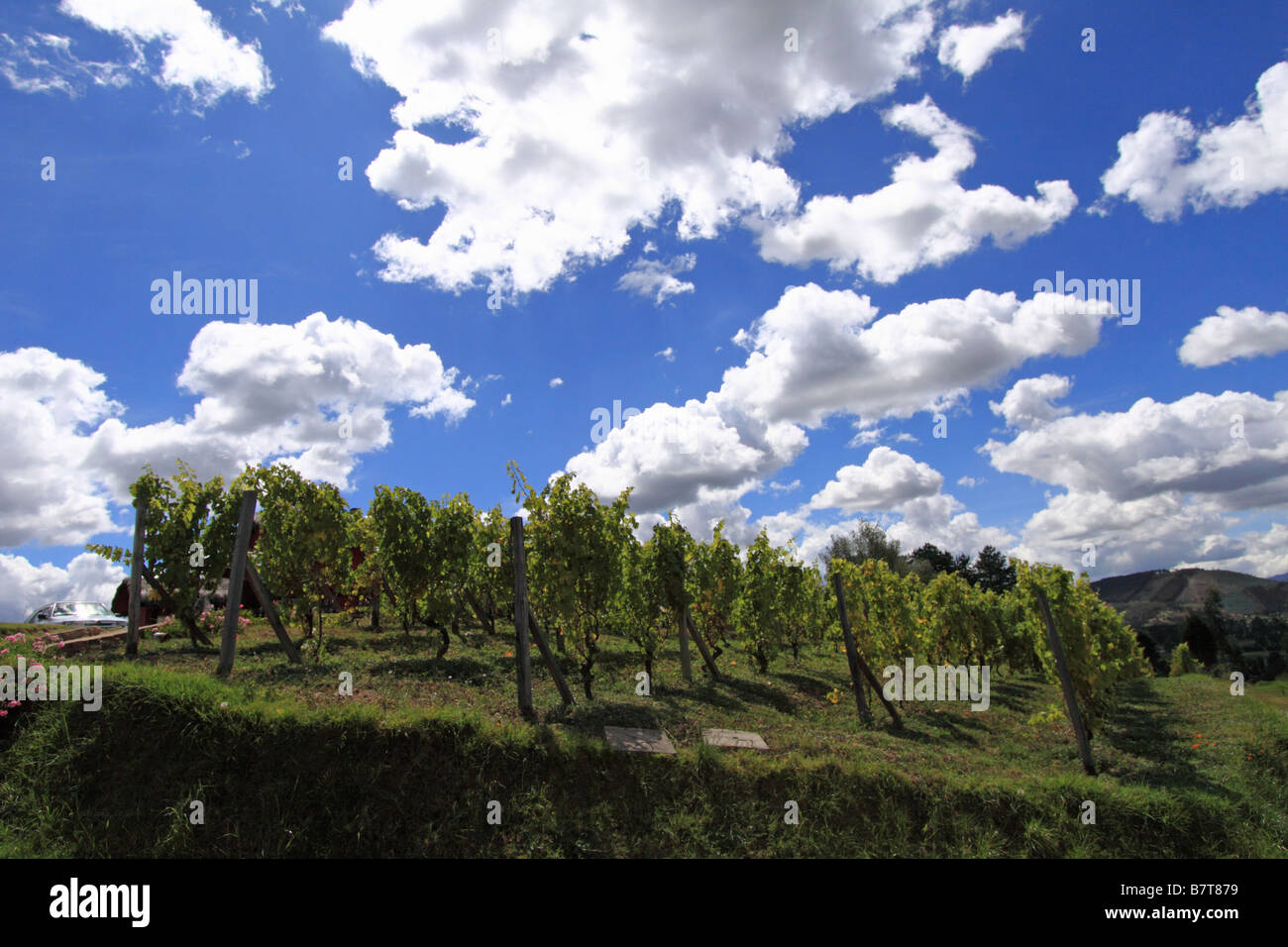 Weinbau Riesling-Trauben in Punta Larga, Sogamoso Tal, Boyacá, Kolumbien, Südamerika Stockfoto