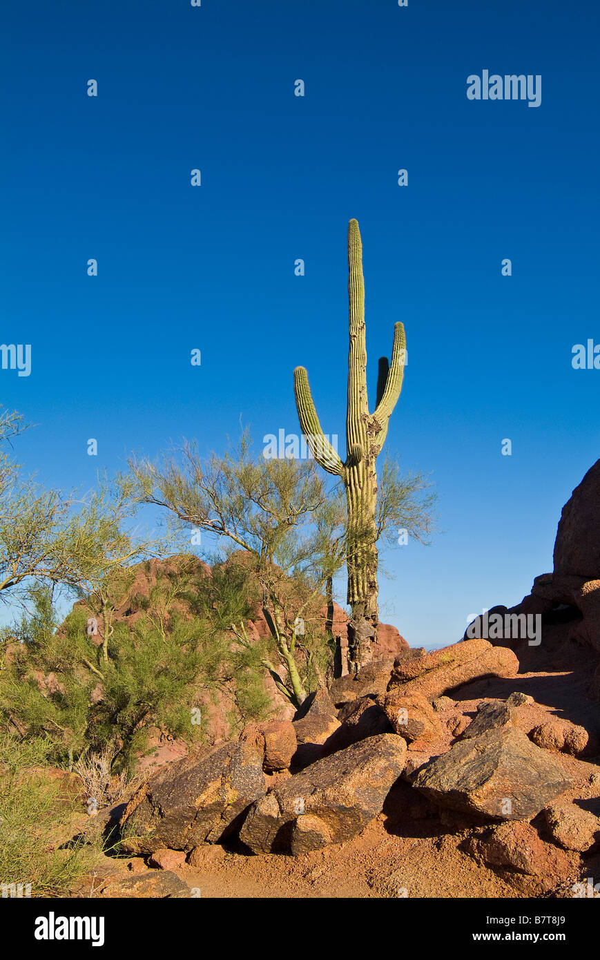 Saguaro Kaktus, Camelback Mountain, Phoenix Arizona, Vereinigte Staaten Stockfoto