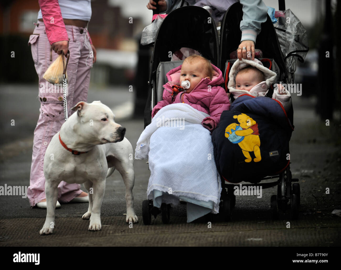 ZWEI JUNGE MÜTTER MIT BABYS UND EIN STAFFORDSHIRE BULL TERRIER IN DER SOUTHMEAD DISTRICT OF BRISTOL UK Stockfoto