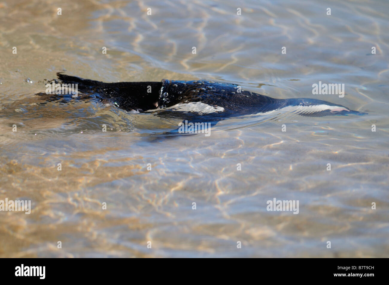 Afrikanische Pinguin schwimmen Stockfoto