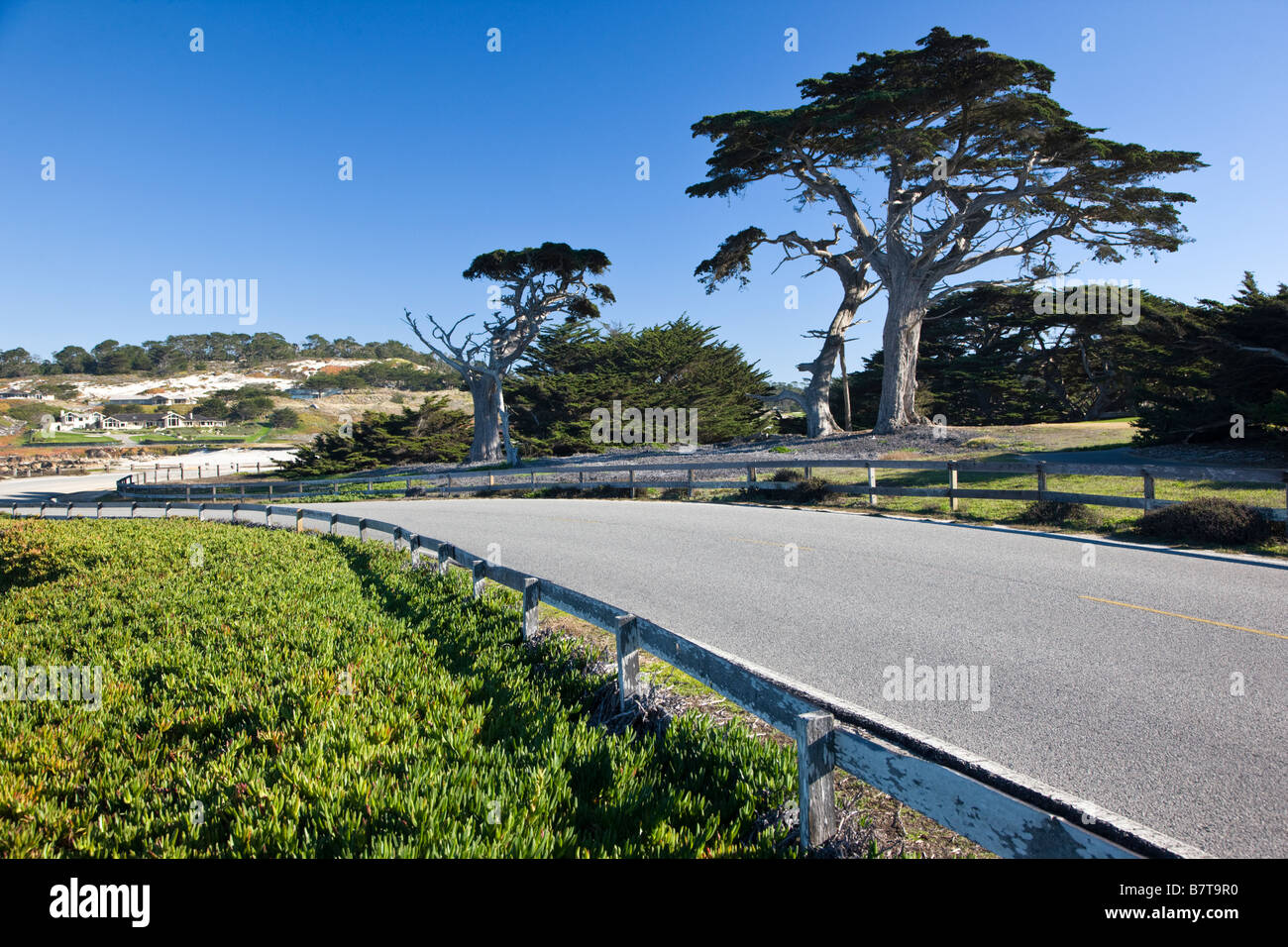 Monterey-Zypressen säumen der 17 Mile Drive in der Nähe von Cypress Point Lookout, Pebble Beach, Monterey Peninsula, Kalifornien, USA Stockfoto