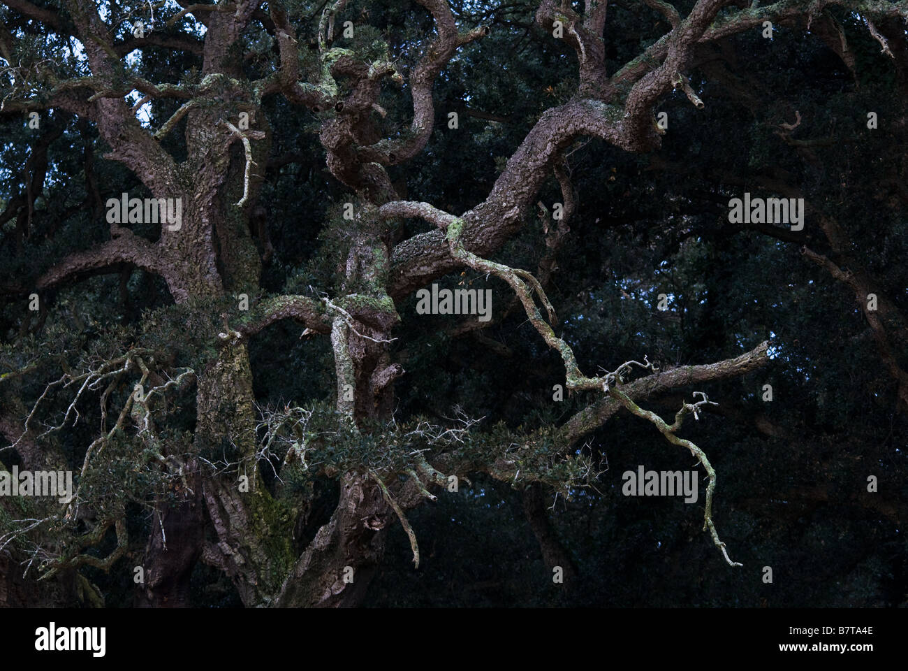 Zweige der Korkeiche im Circeo National Park in Italien Stockfoto