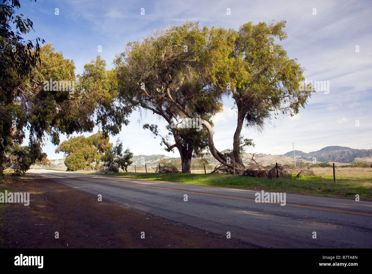 Von Bäumen gesäumten Seitenstraße aus RT. 1, San Simeon, Kalifornien, USA Stockfoto