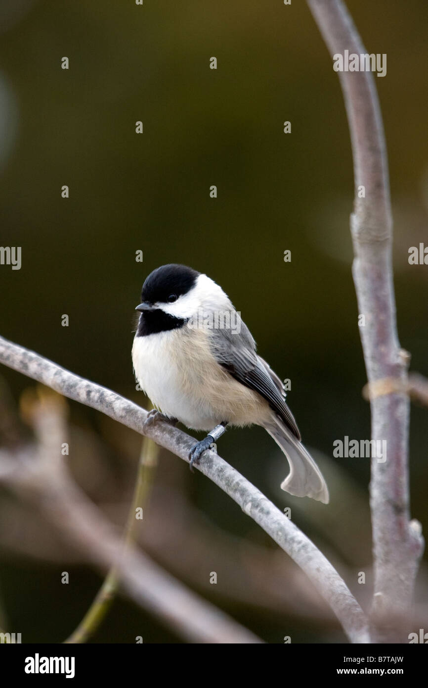 Carolina Chickadee Stockfoto