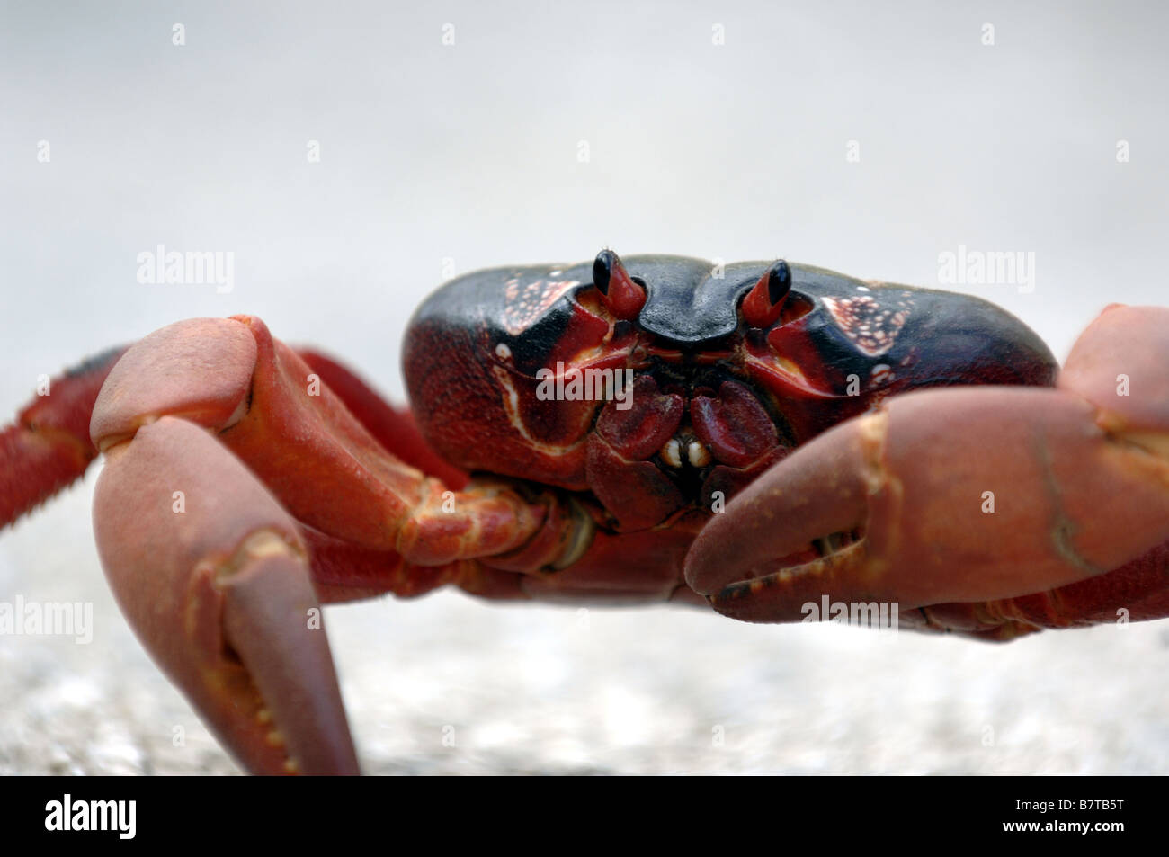 Eine rote Krabbe kreuzt die Straße während der jährlichen Zucht Migration auf der Weihnachtsinsel vor der nördlichen Küste von Westaustralien Stockfoto