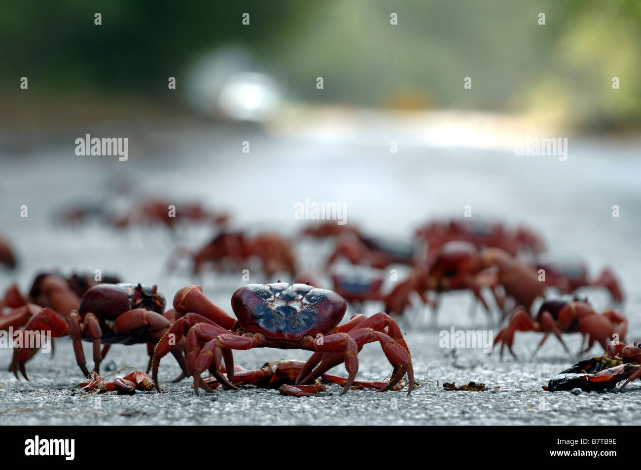 Rote Krabben überqueren Sie die Straße während ihrer jährlichen Zucht-Wanderung auf der Weihnachtsinsel vor der nördlichen Küste von Westaustralien Stockfoto
