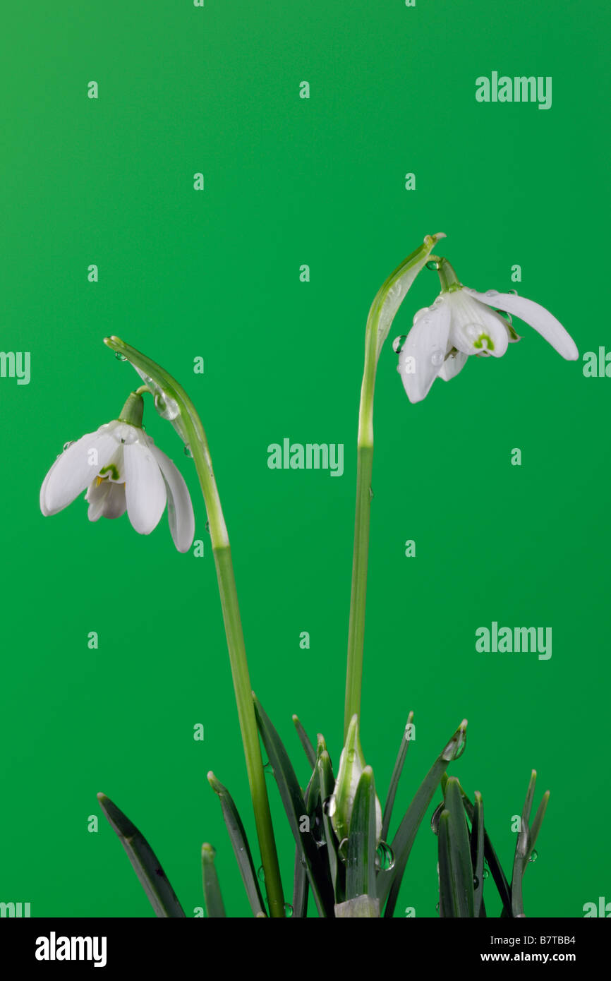 Gemeinsamen Schneeglöckchen Galanthus Nivalis Nahaufnahme detail Stockfoto