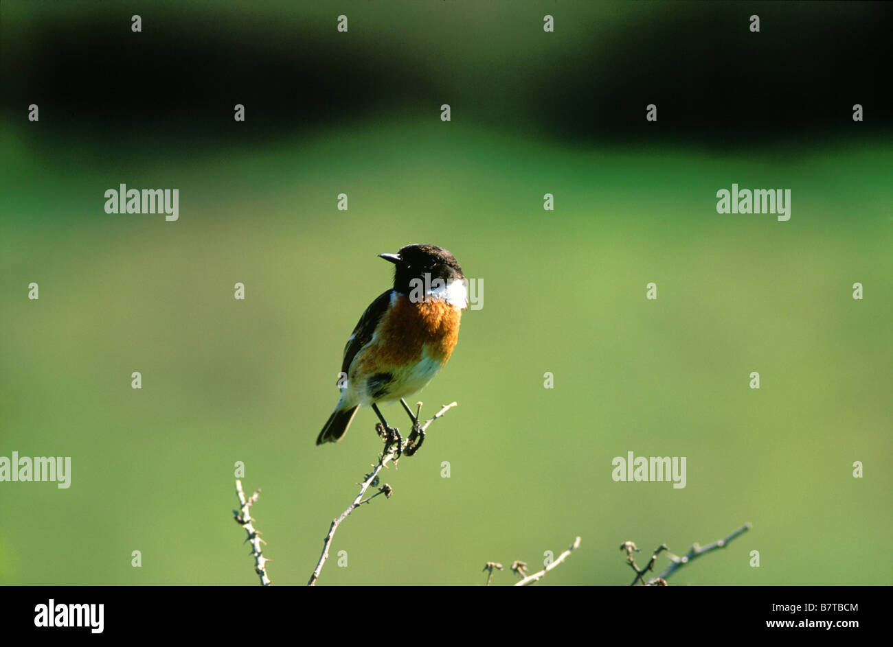 Gemeinsamen Schwarzkehlchen (Saxicola Torquata) Stockfoto