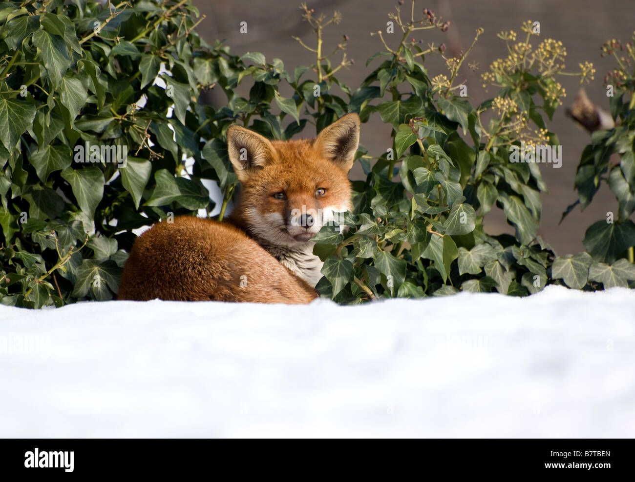 ein Fuchs im Schnee liegen Stockfoto