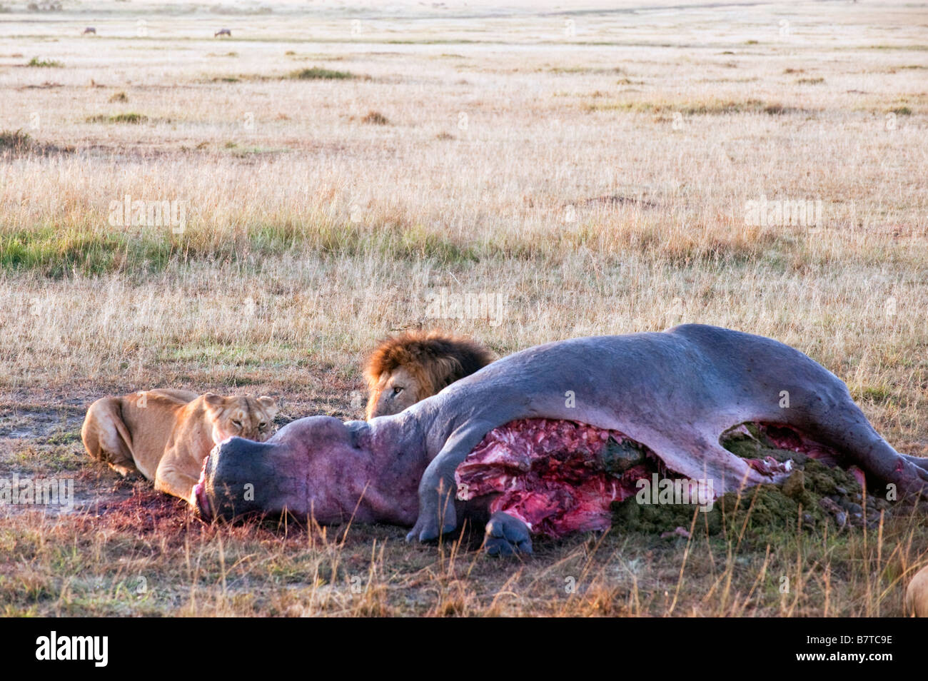 Llions Pathera Leo genießen frische Nilpferd Fleisch am Morgen nach erfolgreichen Kill in Masai Mara National Reserve in Kenia Stockfoto