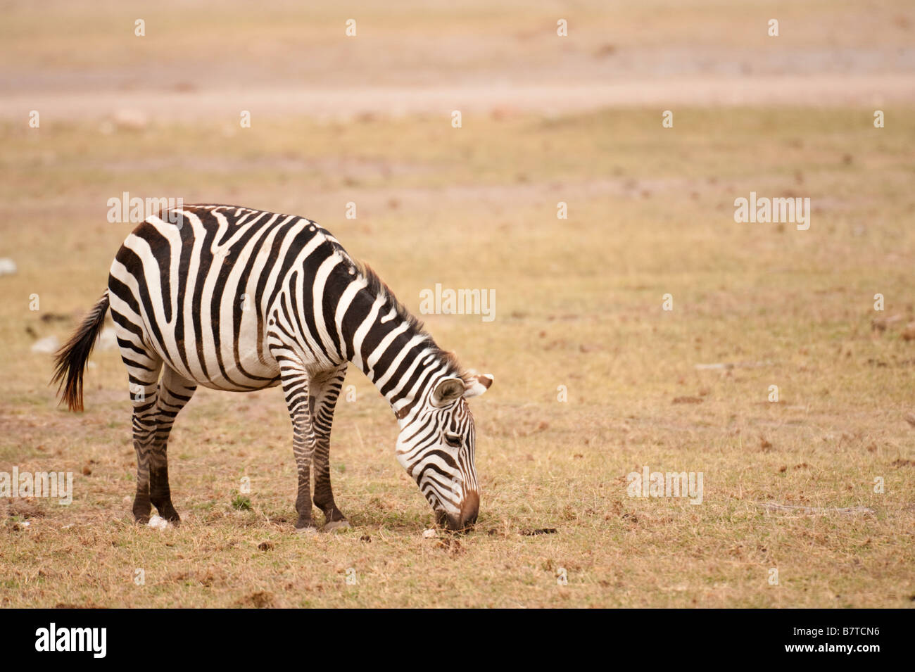 Zebra Streifen kurz Savanne Rasen Stockfoto