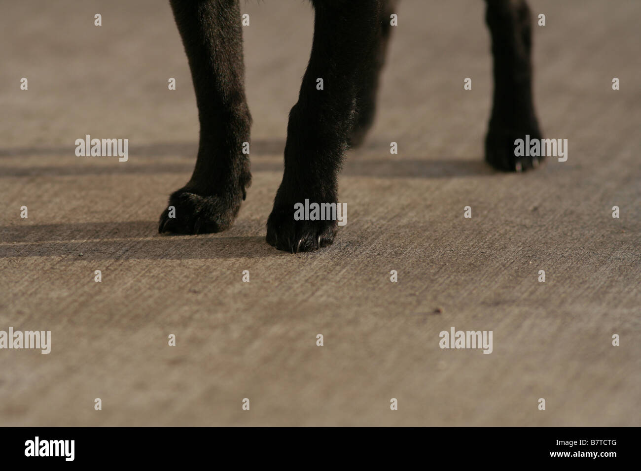 junge schwarze Pupppy Füße Stockfoto