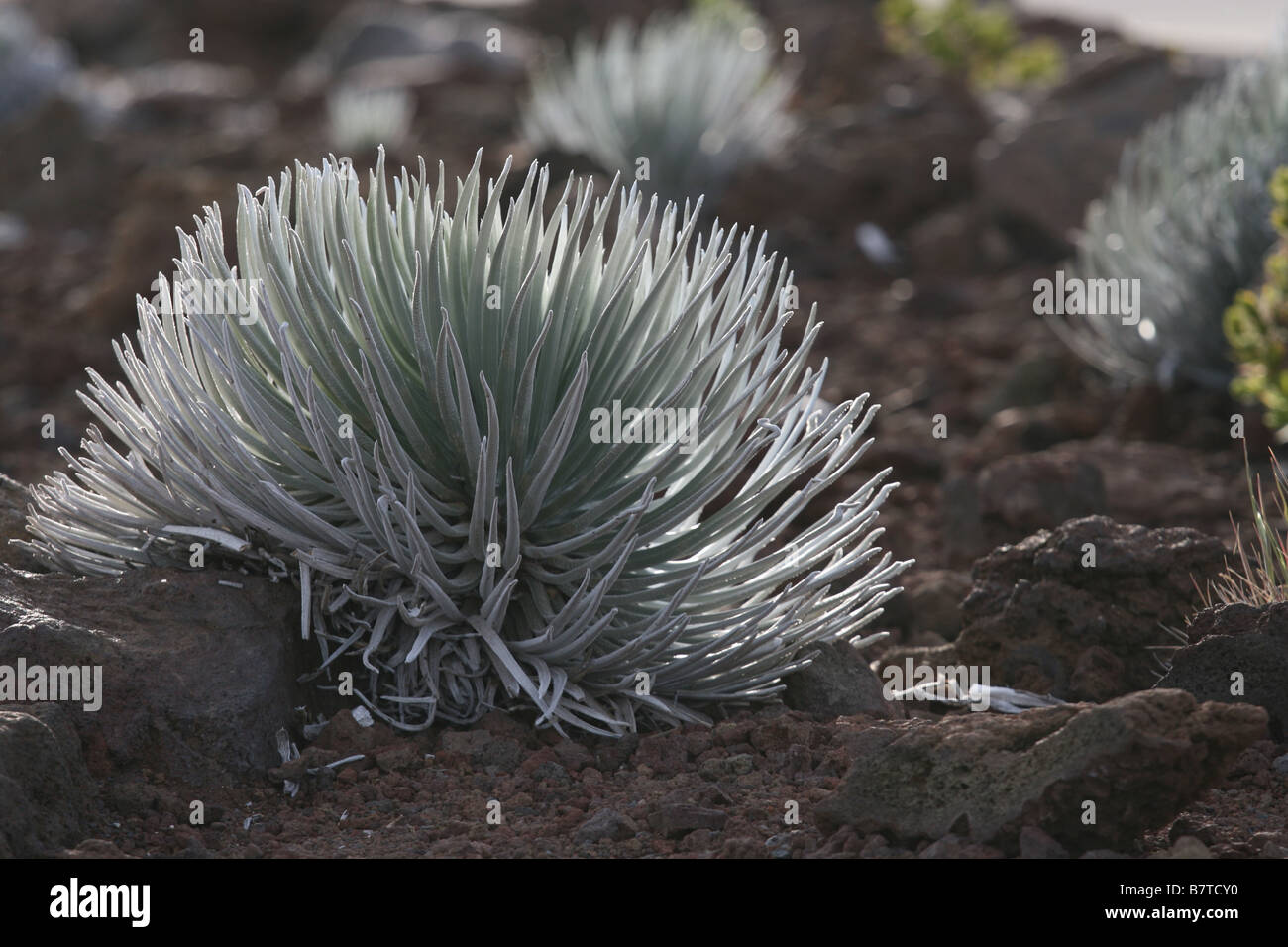 seltene Haleakalā Silversword (Argyroxiphium Sandwicense Macrocephalum) Pflanze auf Haleakala Maui hawaii Stockfoto