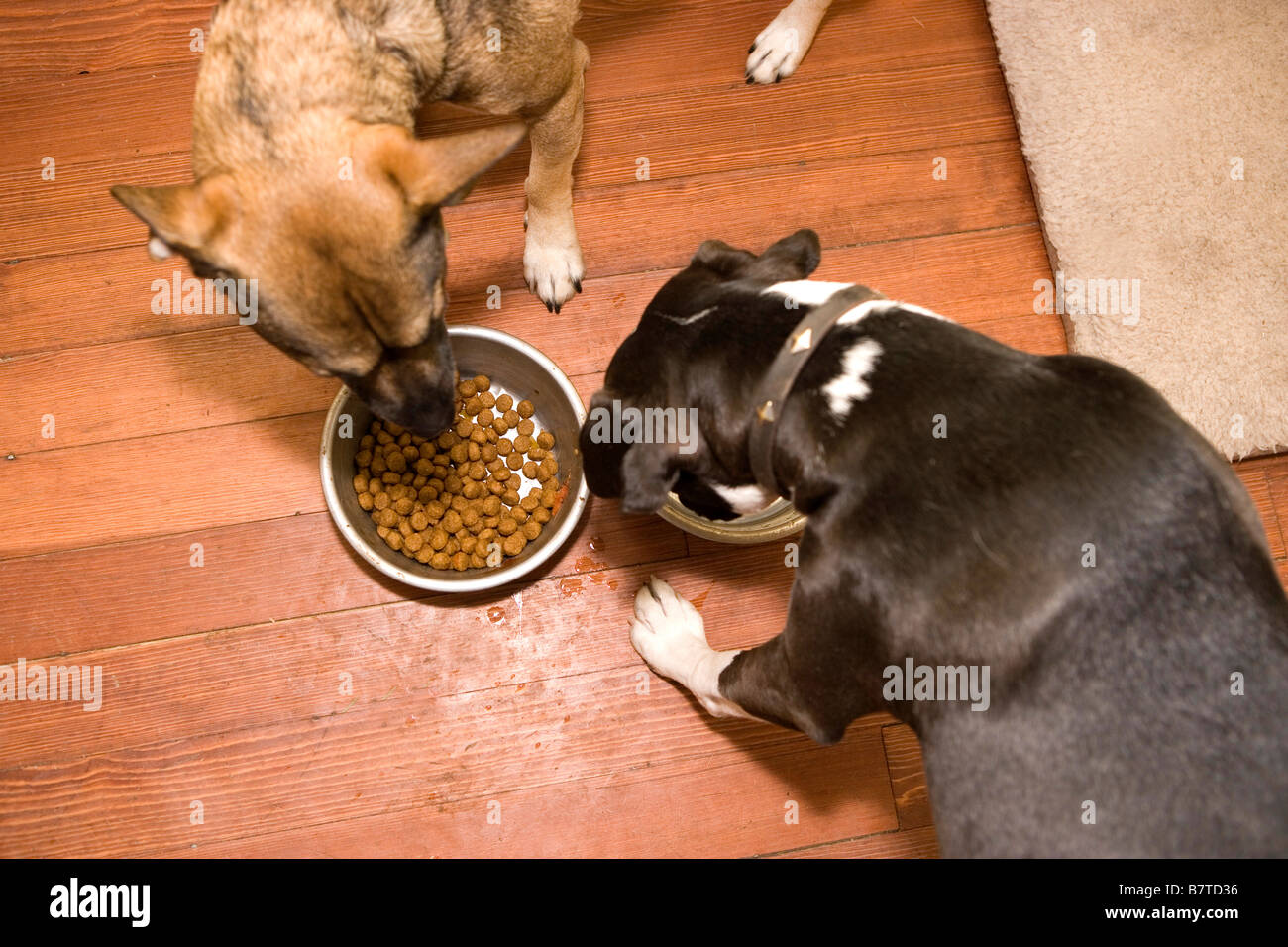 zwei Hunde Trockenfutter für Hunde aus der Schüssel im Haus Essen Stockfoto