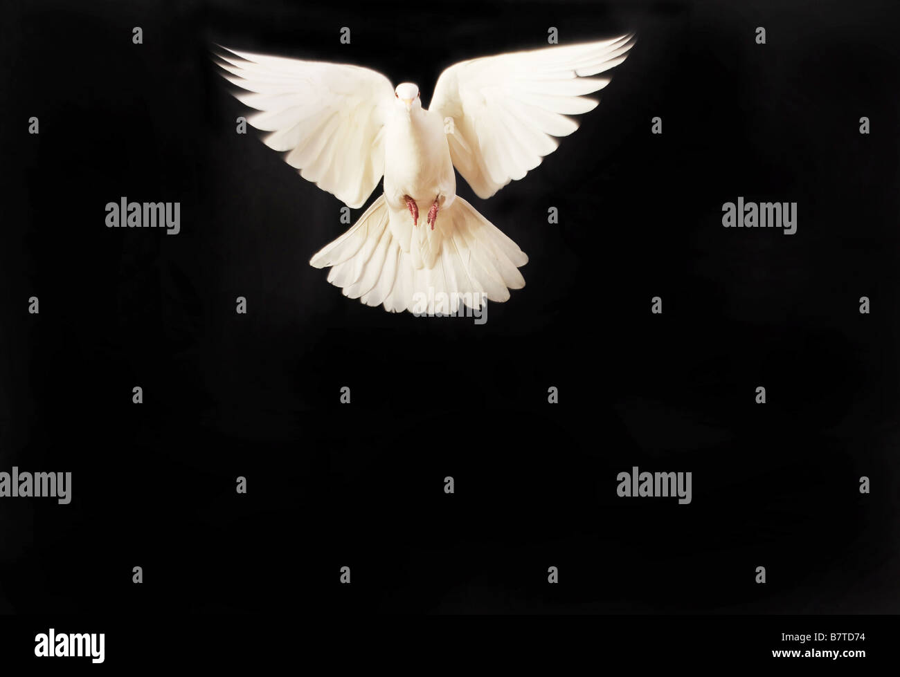 fliegende weiße Taube isoliert auf schwarz Stockfoto