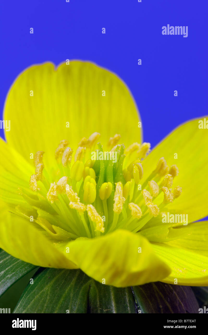 Winter-Aconitum Eranthis Hyemalis Nahaufnahme detail Stockfoto