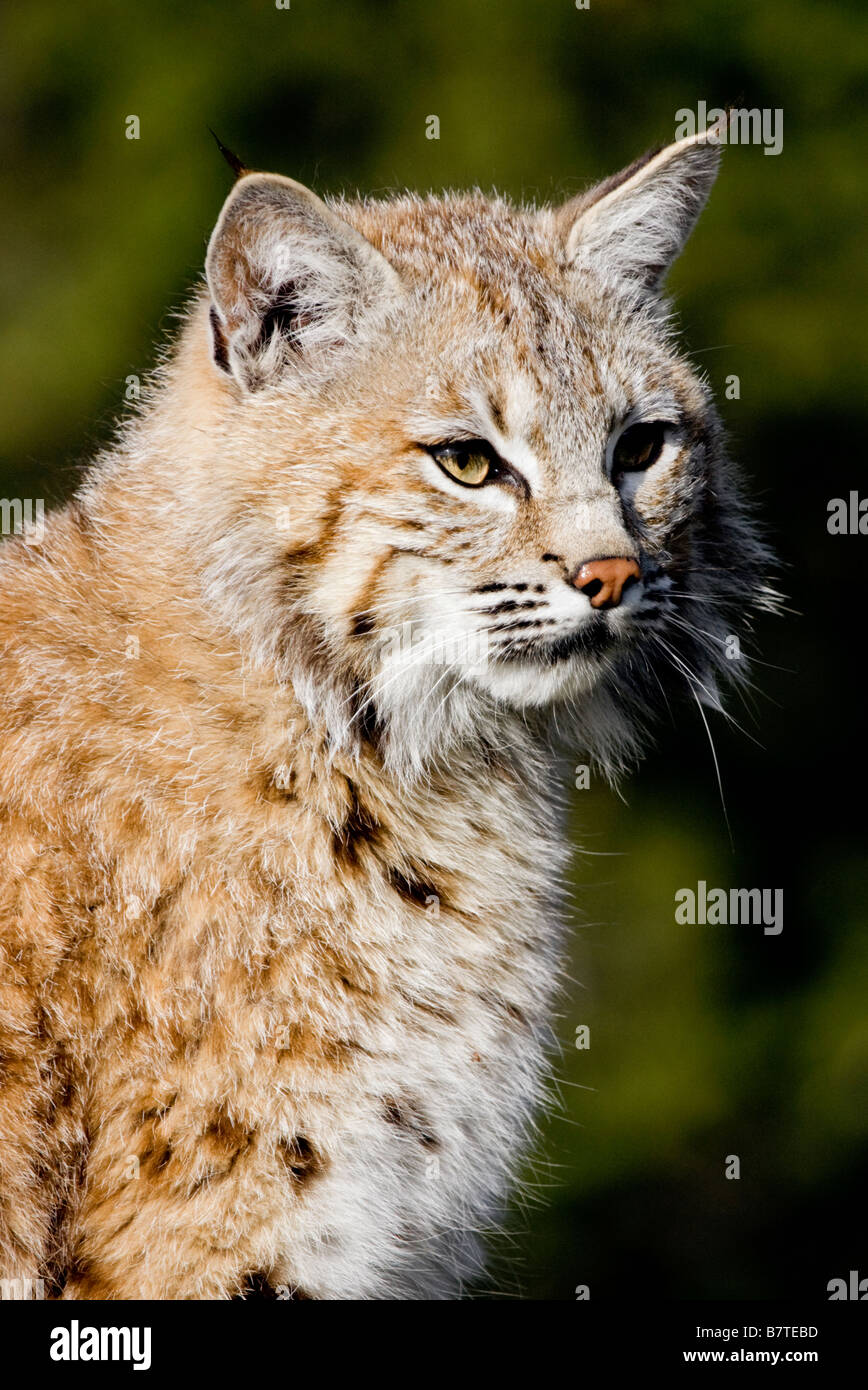 Bobcat-Porträt. Stockfoto