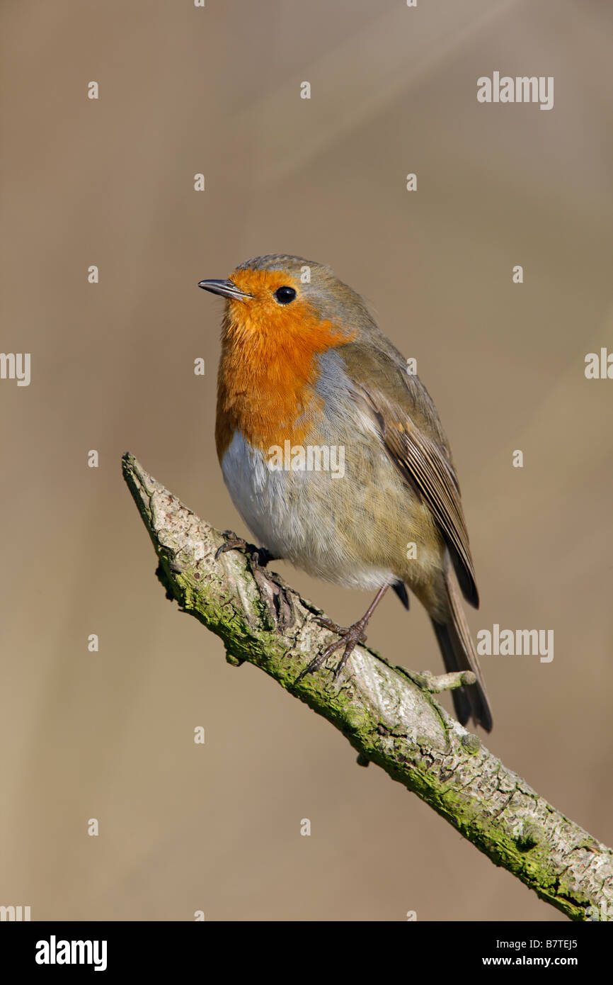 Robin Erithacus Rubecula thront aussehende alert Potton Bedfordshire Stockfoto