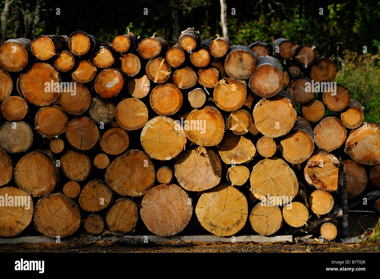 Schnittholz für Winter Brennholz in der Nähe von Mosjoen Norwegen gestapelt Stockfoto