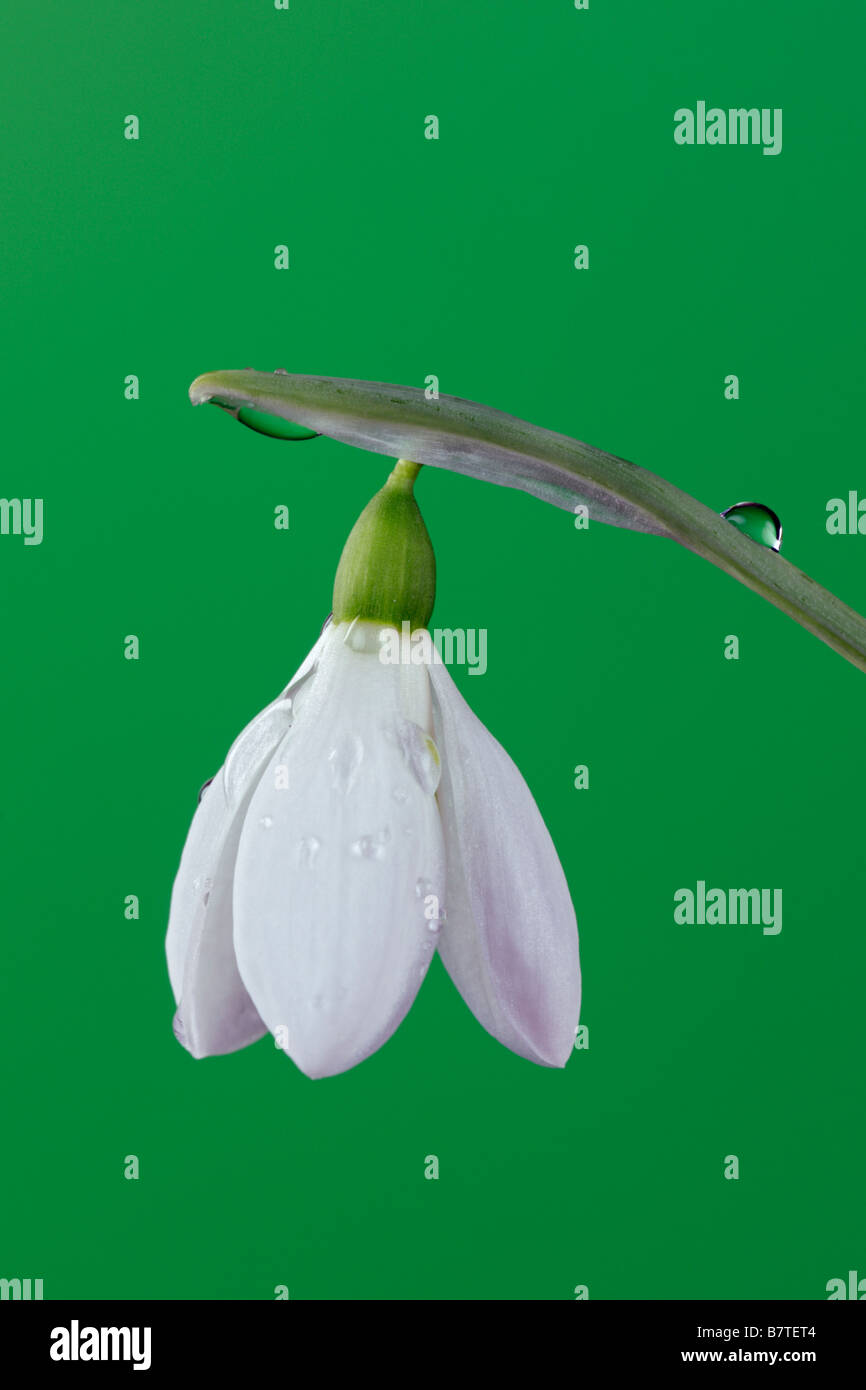 Gemeinsamen Schneeglöckchen Galanthus Nivalis Nahaufnahme detail Stockfoto
