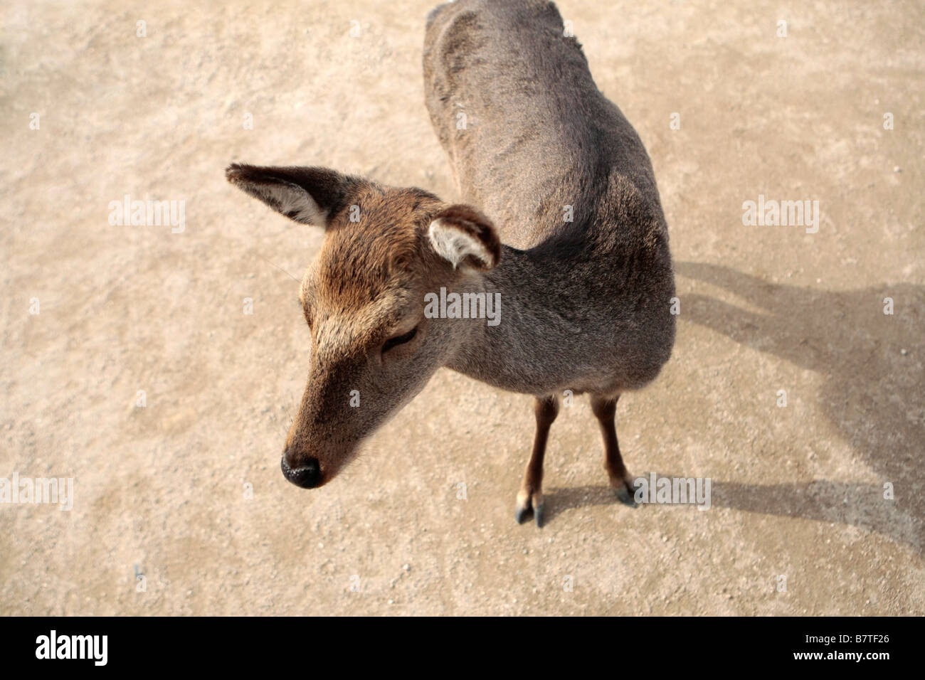 Ein semi-wilde Rehe auf Insel Miyajima in der Nähe von Hiroshima in Japan. Stockfoto