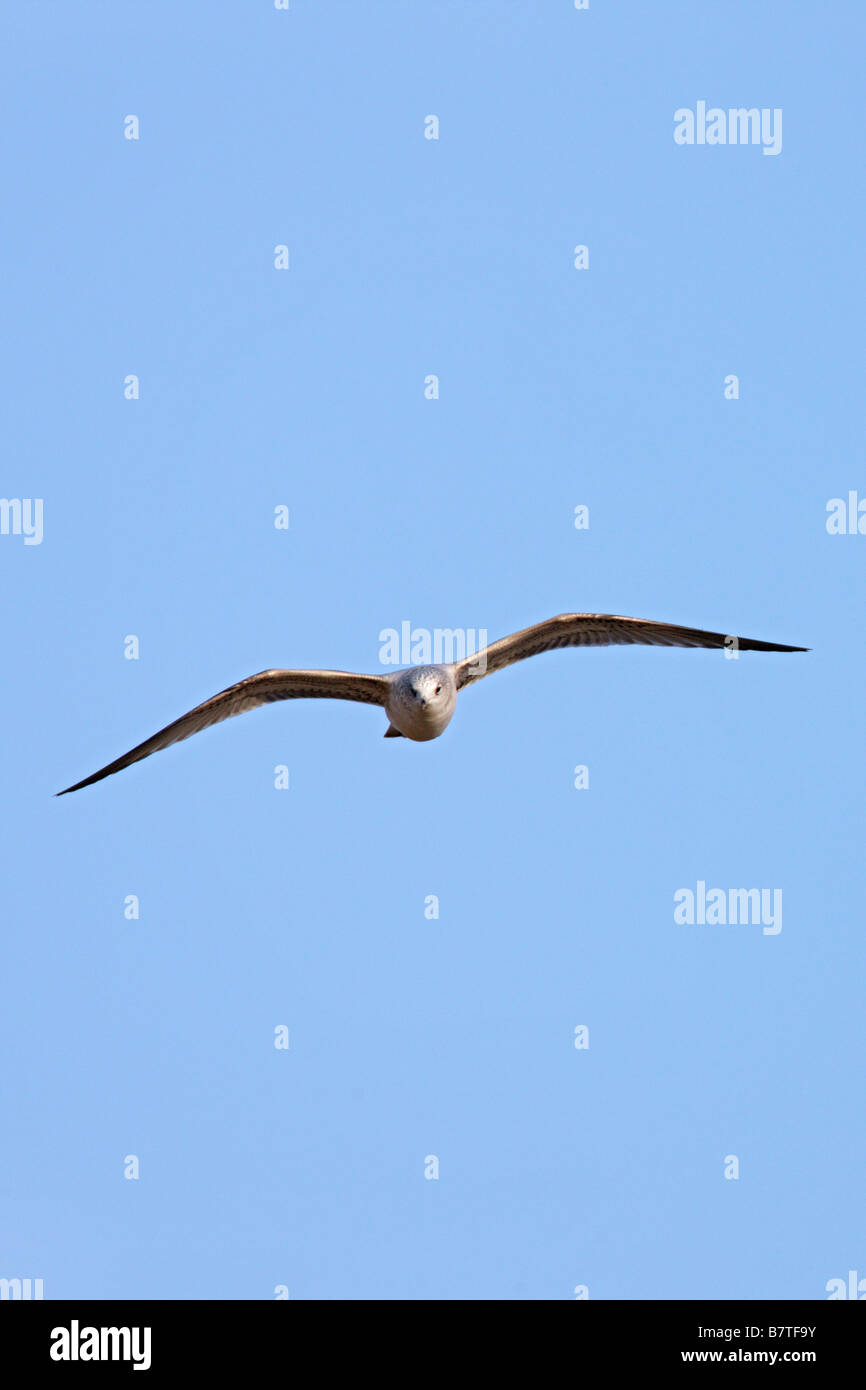 Gemeinsamen Gull Larus Canus im Flug mit blauem Himmel Therfield Hertfordshire Stockfoto
