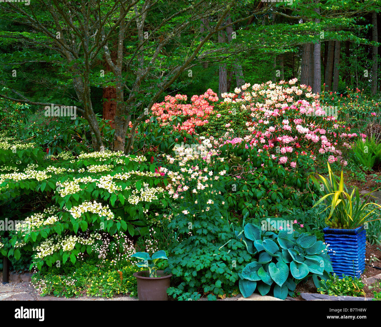 Blüte Viburnum Akelei und Hostas Kante ein Beet unter einem Baum Hartriegel mit Rhododendren auf Vashon Island, WA Stockfoto