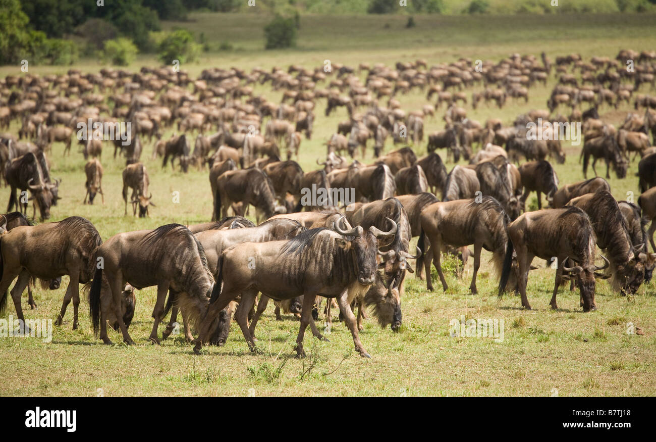 Gnus Weiden auf den Ebenen der Masai Mara Stockfoto