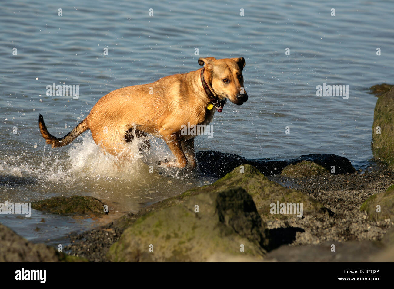Hund, springen oder laufen und planschen im Wasser in Richtung Felsen Stockfoto