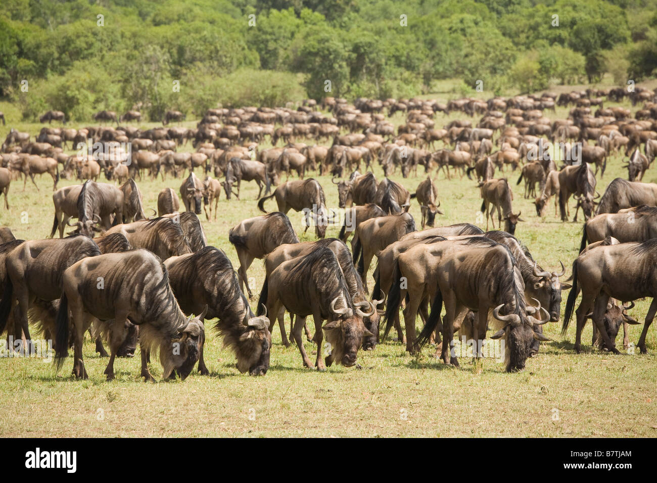 Gnus Weiden auf den Ebenen der Masai Mara Stockfoto