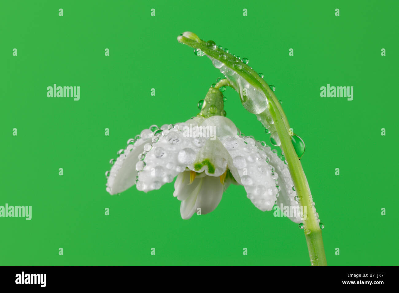 Schneeglöckchen Galanthus Nivalis hautnah Stockfoto