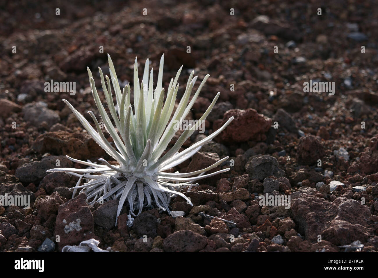 seltene Haleakalā Silversword (Argyroxiphium Sandwicense Macrocephalum) Pflanze auf Haleakala Maui hawaii Stockfoto