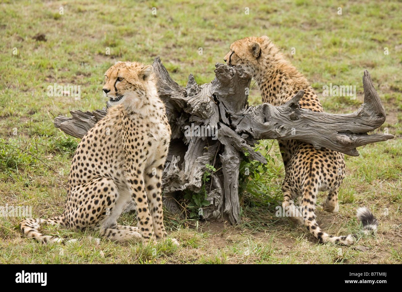 Cheetah jungen aufmerksam und bereit sich zu bewegen in der Masai Mara in Kenia Stockfoto