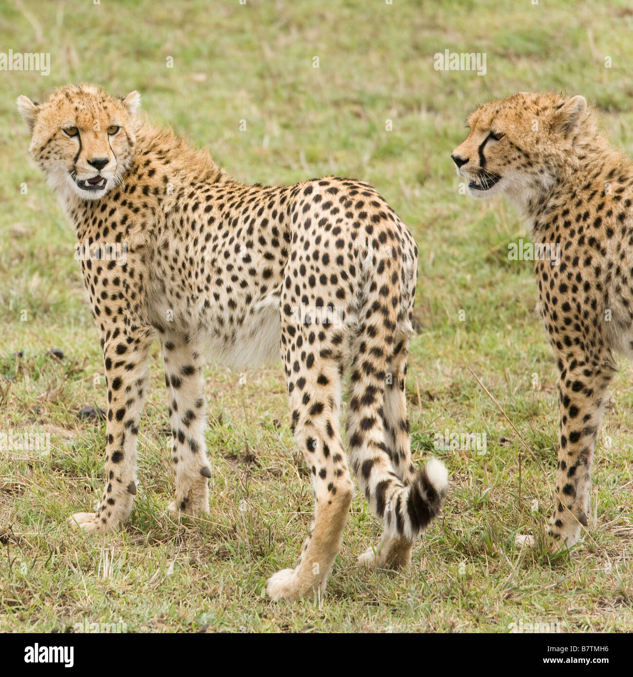 Cheetah jungen aufmerksam und suchen, um in der Masai Mara in Kenia Stockfoto