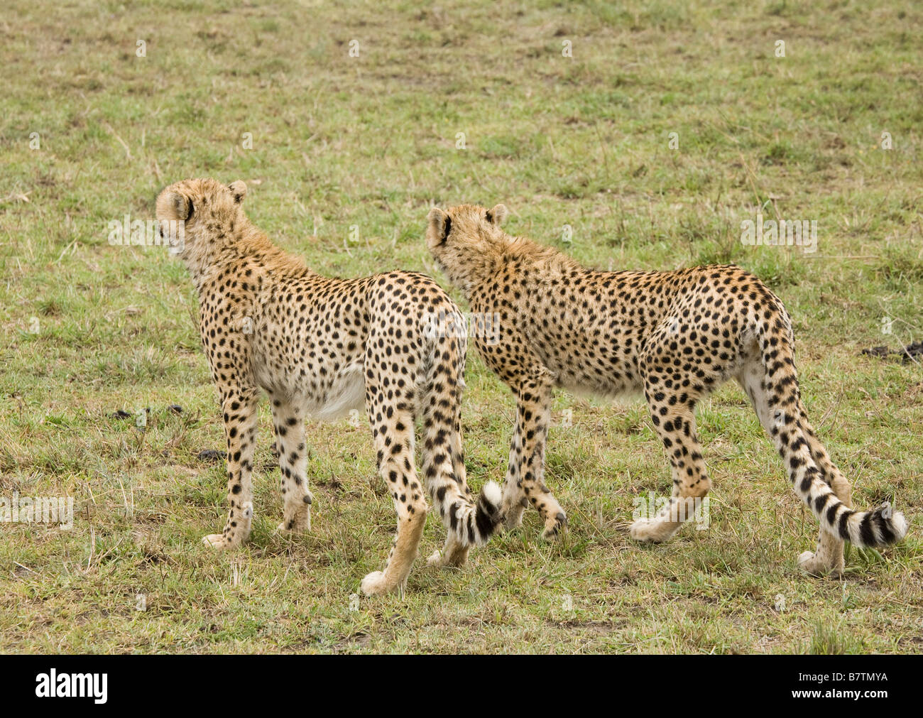 Cheetah Jungen zu Fuß in der Masai Mara in Kenia Stockfoto