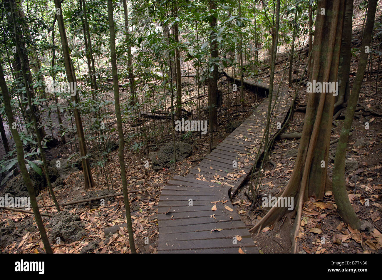 Ein Weg durch "The Dales" in Christmas Island National Park Stockfoto