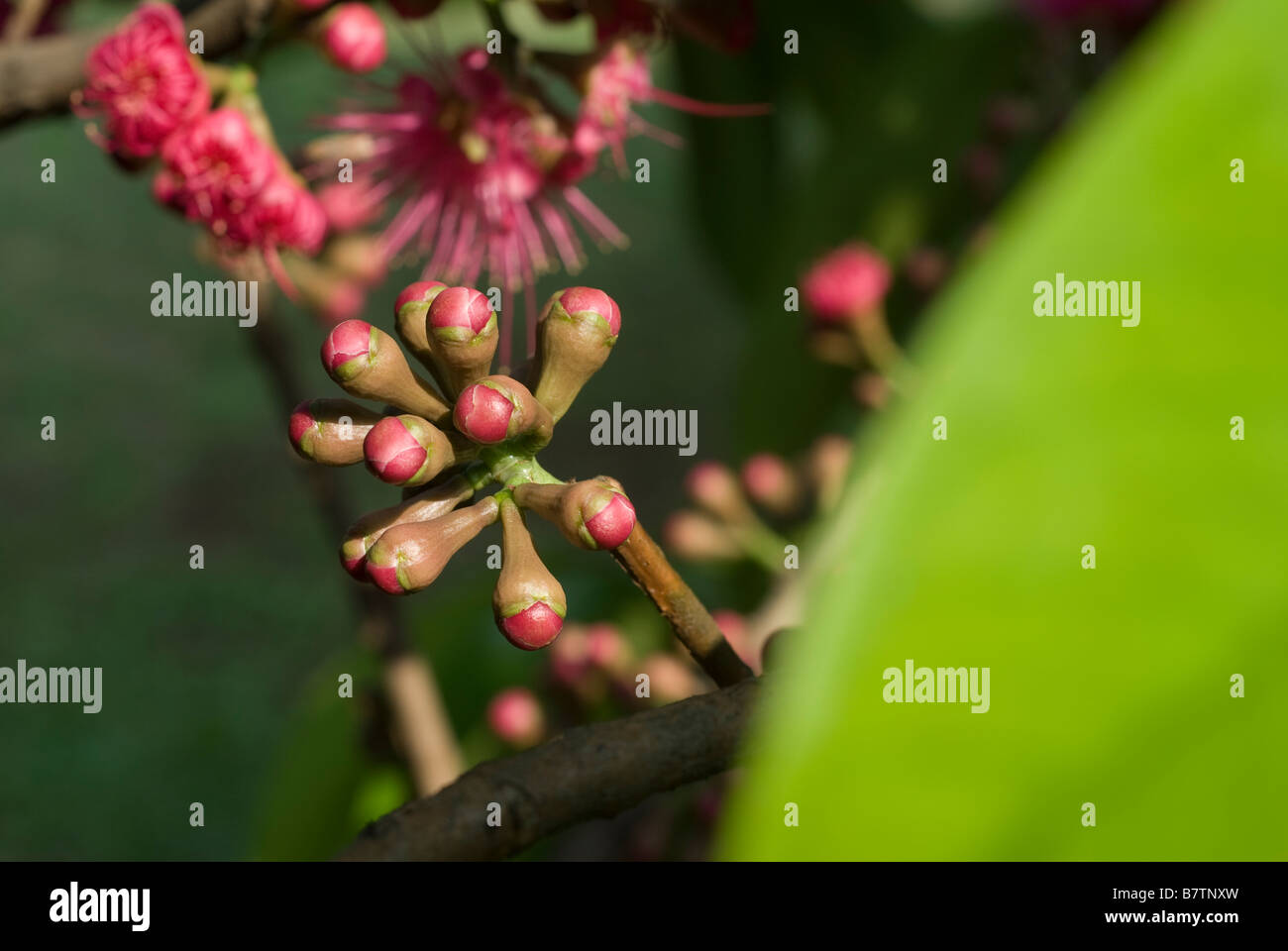 Die Blume der Syzygium Samarangense oder Eugenia Javanica ist eine Spezies in der Myrtaceae, einheimische Früchte von Indonesien Stockfoto