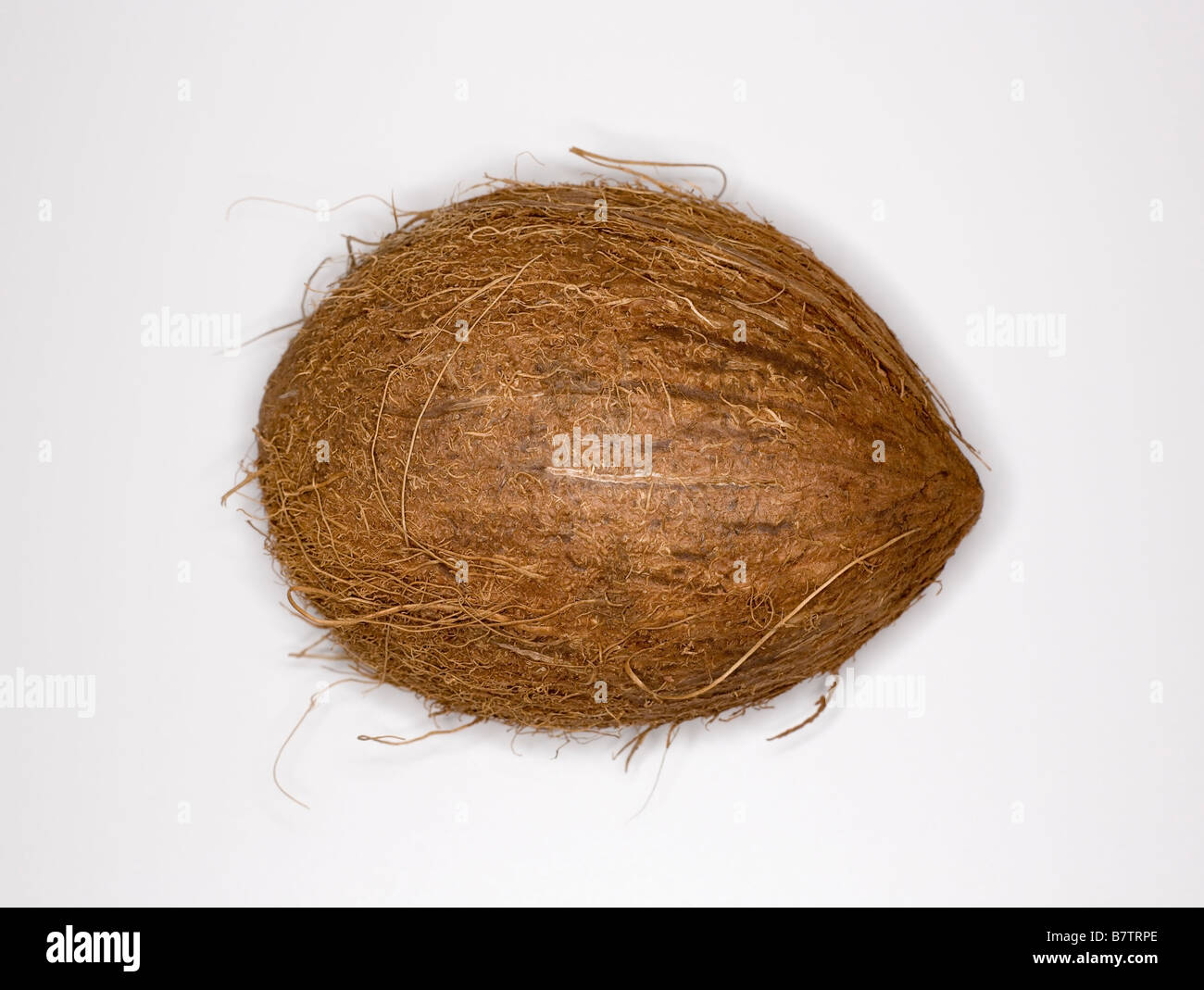 Kokosnuss vor weißem Hintergrund Stockfoto