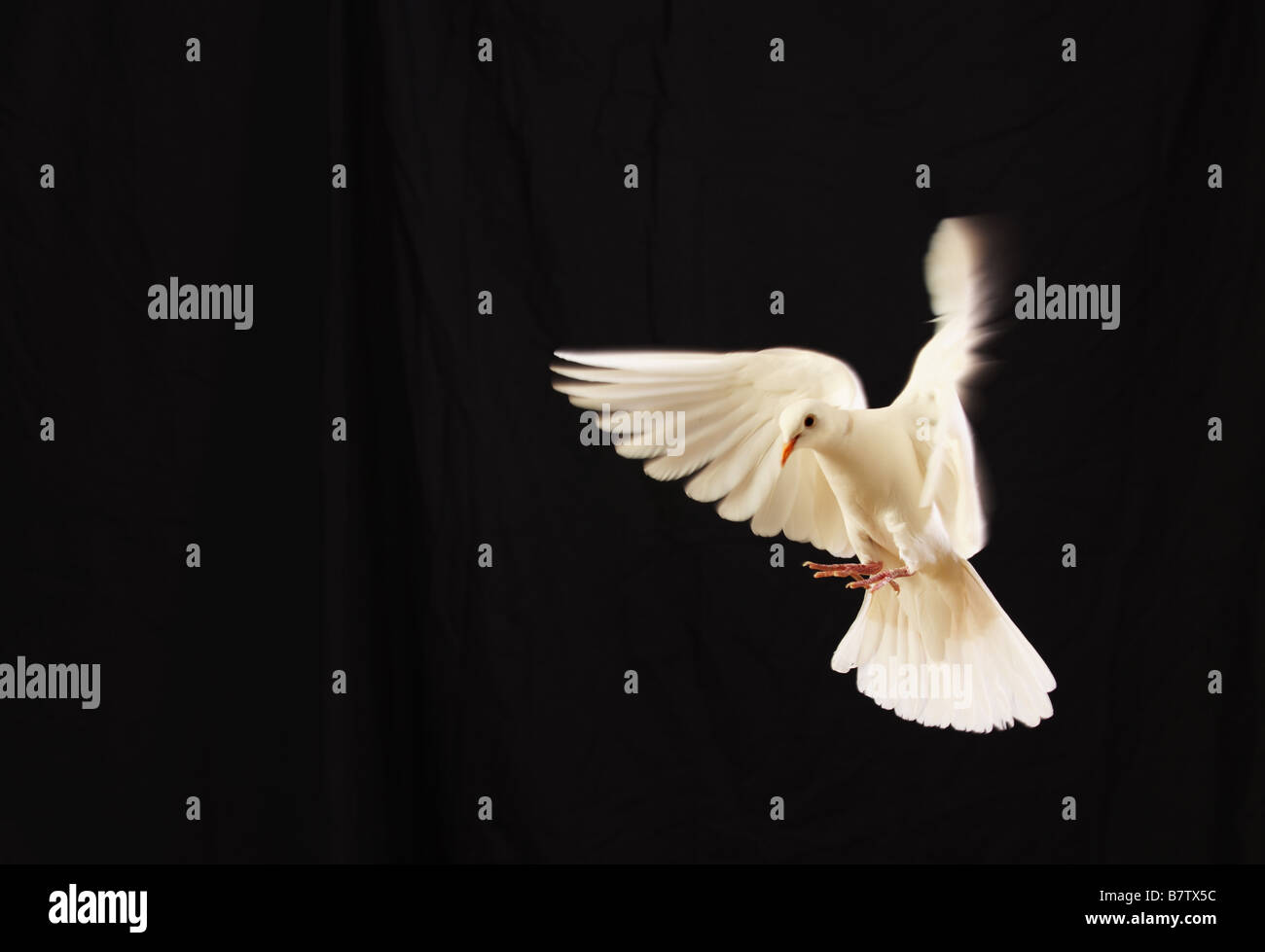 fliegende weiße Taube isoliert auf schwarz Stockfoto