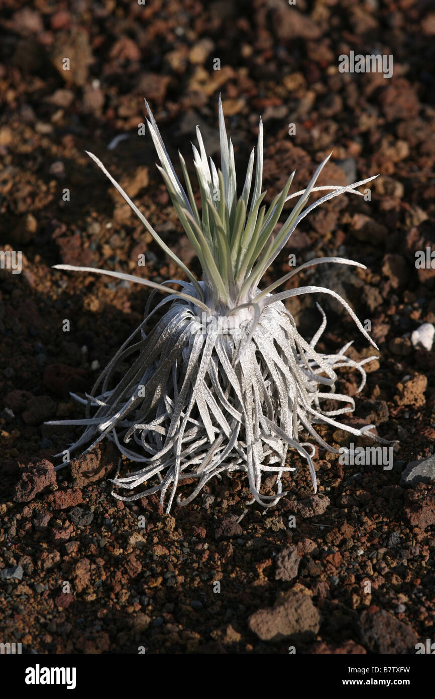 seltene Haleakala Silversword (Argyroxiphium Sandwicense Macrocephalum) Pflanze auf Haleakala Maui hawaii Stockfoto