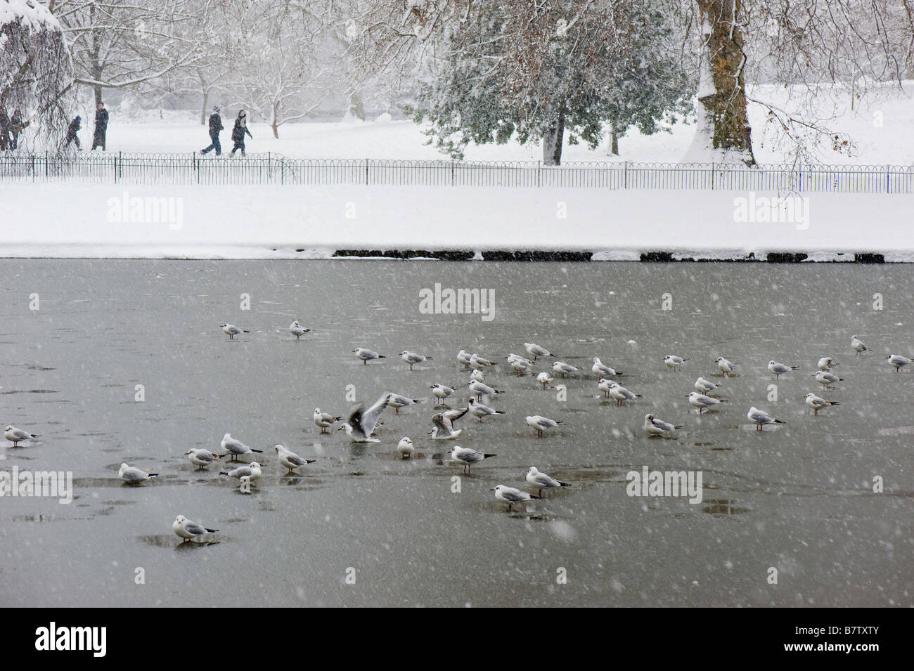 St James Park bedeckt in London Vereinigtes Königreich Schnee Stockfoto